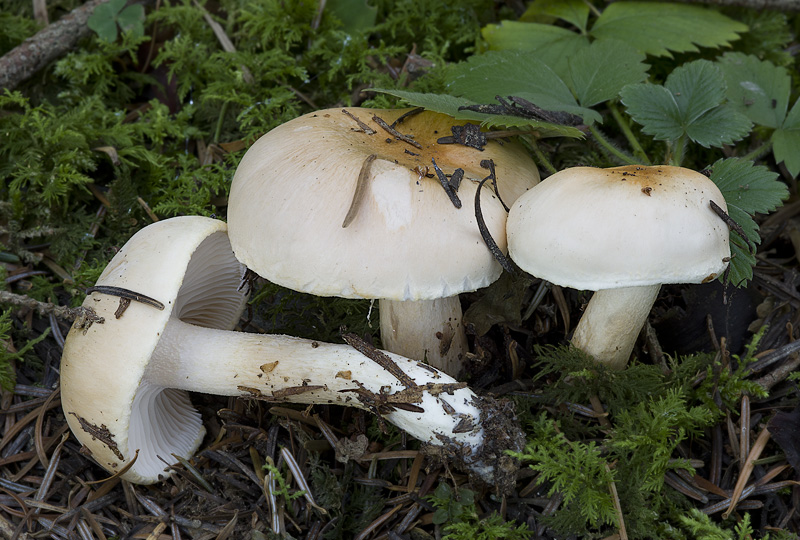 Hygrophorus abieticola